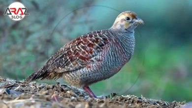 شکار کبک در ایران + قوانین و مقررات