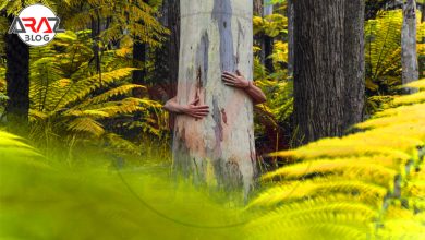 7 راه اتصال با طبیعت! 4 اتصال با طبیعت