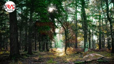 مکان دیدنی سرسبز ایران