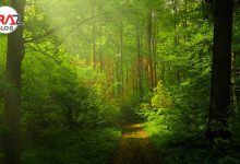 جنگل های هیرکانی کجاست؟