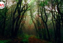 عجایب جنگل جیغ