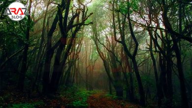 عجایب جنگل جیغ 1 عجایب جنگل جیغ