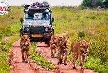 گردشگری حیات وحش چیست ؟