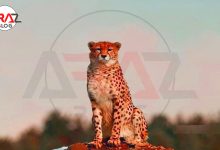 مقابله با تجارت غیرقانونی حیات وحش