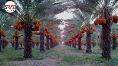 دشتستان کجاست ؟ 3 دشتستان کجاست ؟