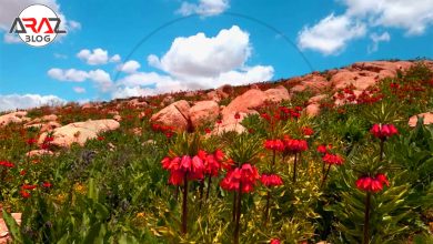 دشت لاله های واژگون در کجاست؟ 4 دشت لاله های واژگون در کجاست؟