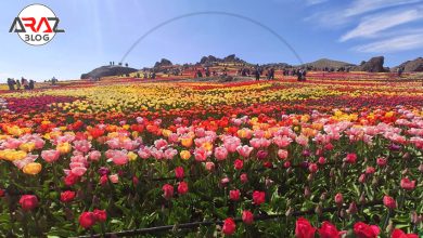 دشت لاله ها جاده چالوس