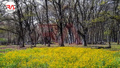دشت ناز کجاست ؟ 1 دشت ناز کجاست ؟
