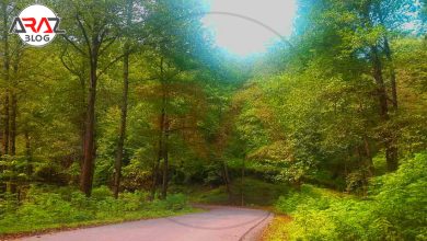 جنگل لفور در کجا قرار دارد ؟ 4 جنگل لفور در کجا قرار دارد ؟