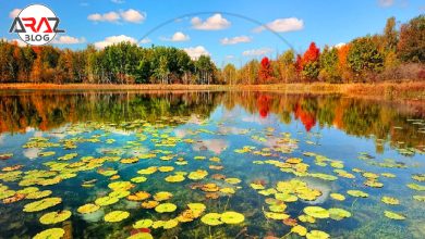 تالاب انزلی را باید دید 4 تالاب انزلی را باید دید