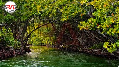 جنگل حرا قشم کجاست ؟ 3 جنگل حرا قشم کجاست ؟