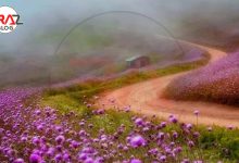 سلانسر در کجا قرار دارد ؟