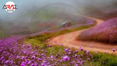 سلانسر در کجا قرار دارد ؟