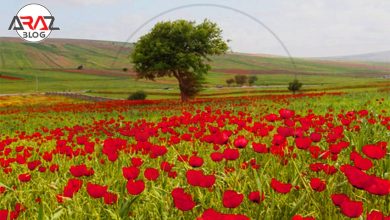 دشت شقایق کالپوش کجاست ؟