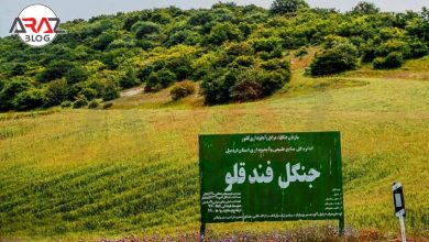 جنگل فندقلو