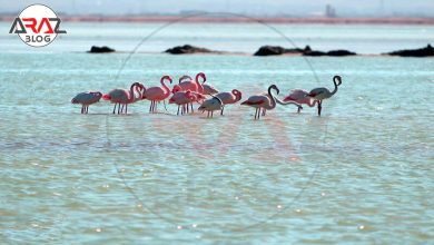 تالاب میقان اراک 5 تالاب میقان اراک