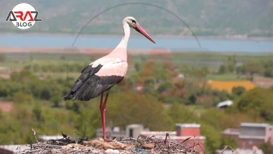 شهر لک لک ها در کردستان